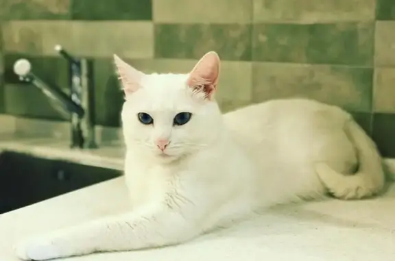 Кошки потеряшки, Московская область, фото: Потеряшка белая кошка, МО, 46Н-01036