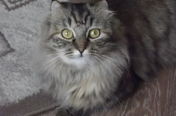 Кошки потеряшки, Йошкар-Ола, фото: Потеряшка кошка, ул. Анциферова, Йошкар-Ола