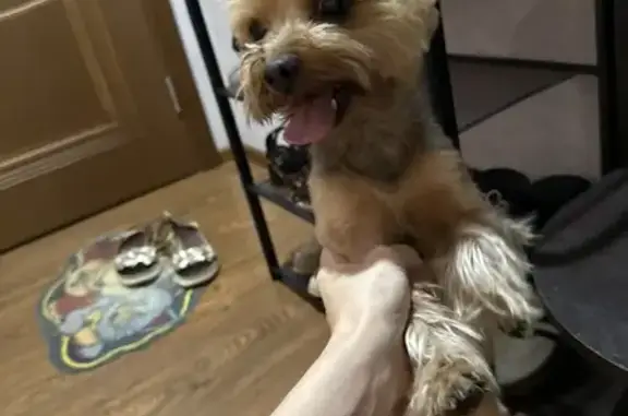 Собака найдена в парке Победы, Ставрополь