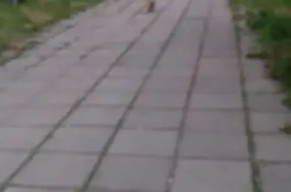 Найденные животные Петрозаводск, фото: Кошка найдена: Лососинское ш. 24 к1