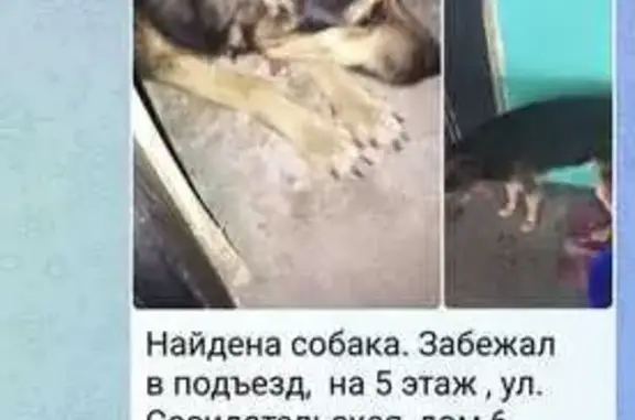 Собака найдена: ул. Созидательская, Волгоград