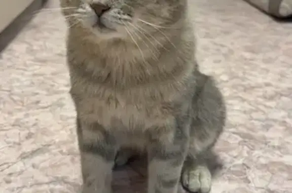 Найдена кошка, Набережные Челны, фото: Кошка найдена: ул. Аделя Кутуя, 9, Н. Челны