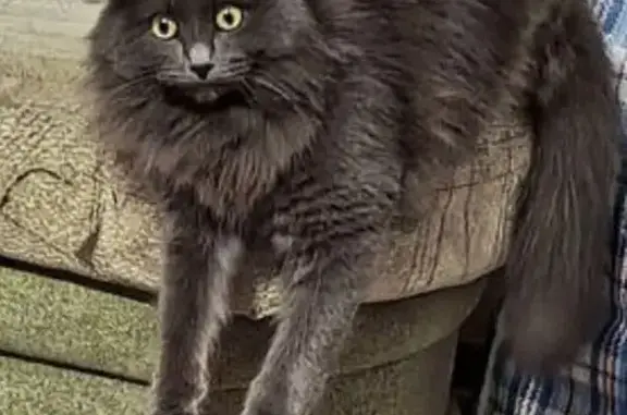 Кошки потеряшки, Белая Холуница, фото: Потеряшка кошка, ул. Энгельса 25, Белая Холуница