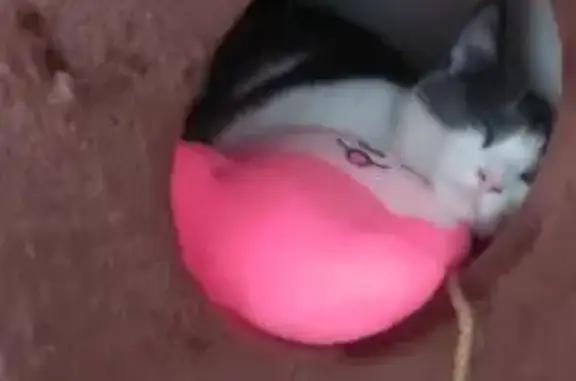 Кошки потеряшки, Астана, фото: Потеряшка кошка, ул. Бейбитшилик, 33