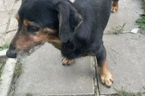 Найдена такса, ул. Ватутина, Тула