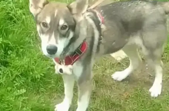 Пропала собака на ул. Кутузова, 1, Советск