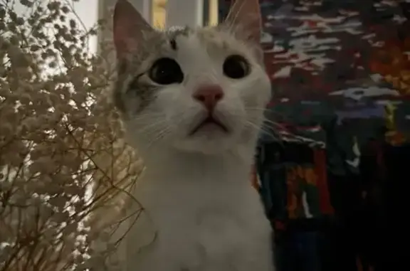 Кошка найдена: ул. Гришина, 141А, Лебедянь