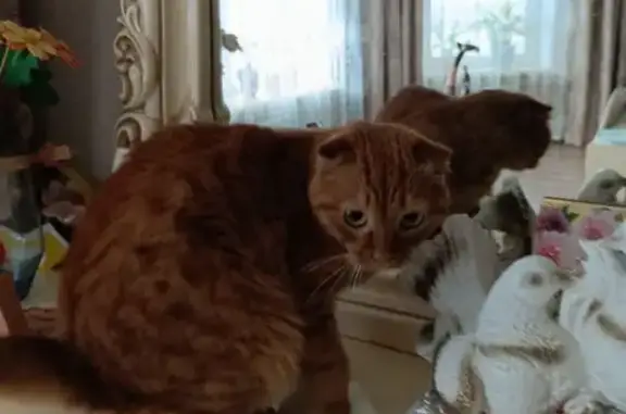 Пропала рыжая кошка, ул. Ивлиева, 15