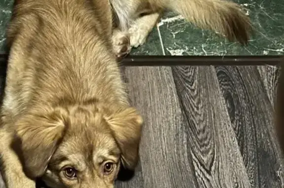 Пропала собака, Фрязино, МО