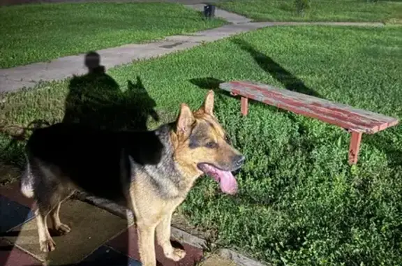 Овчарка без хозяина в Пушкино, Некрасовский 3к1