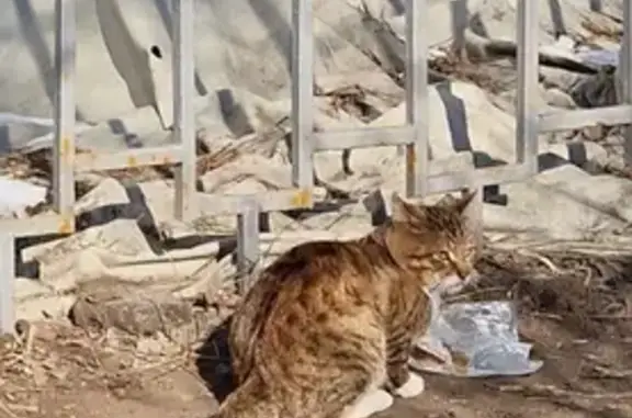 Найдена кошка, Москва, фото: Кошка найдена: пр. Жукова, 76 к2, Москва