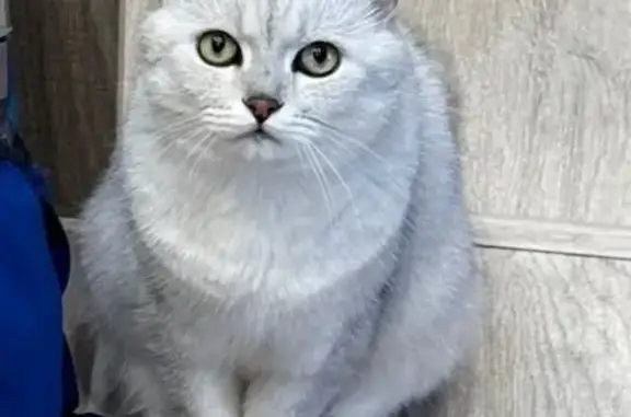 Кошки потеряшки, Нармонское, фото: Потеряшка кошка у Каспера, Ил Нармонское СП