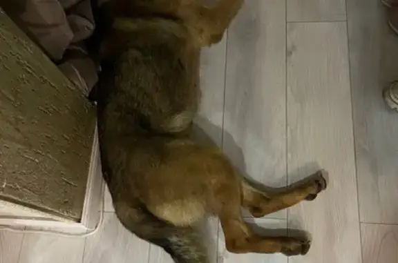 Овчарка найдена: пр. Победы, 141, Казань