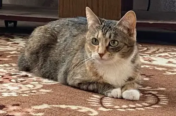 Пропала кошка, ул. Ленина, Липецк