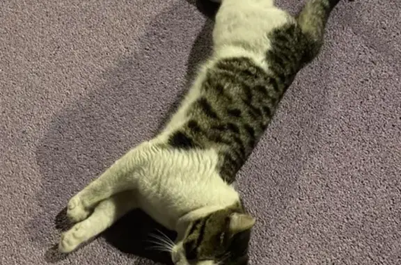 Кошка найдена на набережной Гребного канала