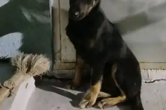 Найдена собака, Школьная ул., 17, Рязань