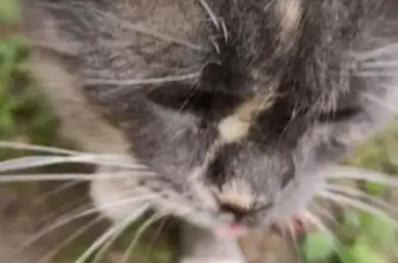 Кошка найдена: село Ильинское, МО