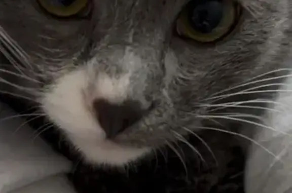 Пропала кошка, Оборонная 11, Петрозаводск