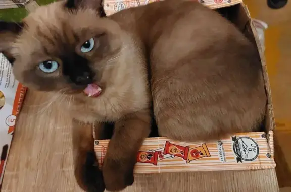 Кошки потеряшки, Тула, фото: Потеряшка сиамская кошка, ул. Карпова, Тула