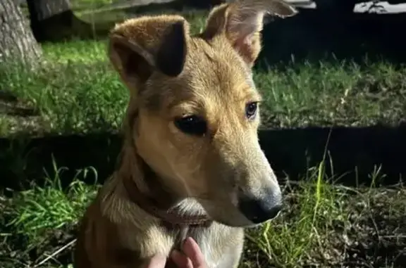 Бигль найден: ул. Нестерова 8, НН