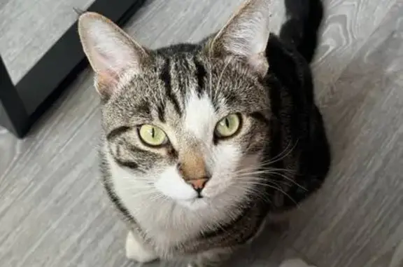 Кошки потеряшки, , фото: Потеряшка кошка Пуша, Вишнёвая ул., Внуково