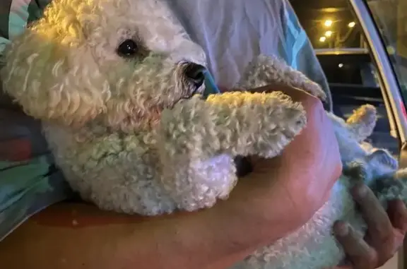 Найдена собака, Луховицы, фото: Собака найдена: ул. Гагарина, Луховицы