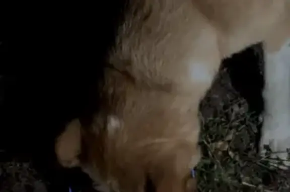 Найдена рыжая собака, Бийская ул., 15