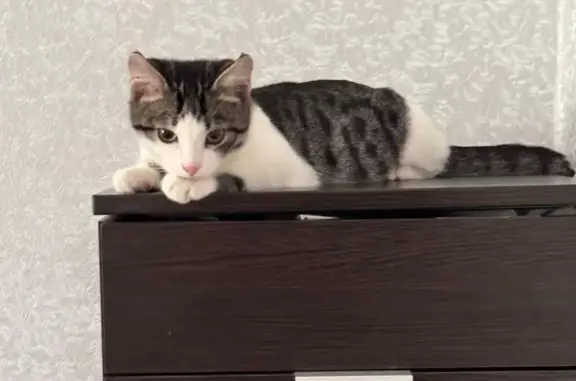 Кошки потеряшки, Москва, фото: Потеряшка кошка, ул. 800-летия Москвы, 5к3