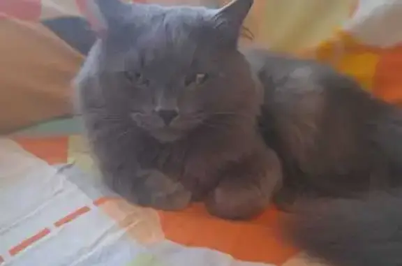 Кошки потеряшки, Петропавловск-Камчатский, фото: Потеряшка кошка, ул. Тушканова, 2