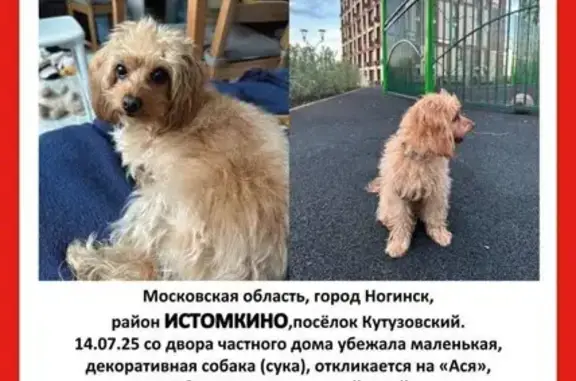 Пропала собака, Истомкинский пер., 6, Ногинск