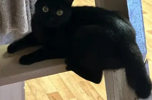 Кошки потеряшки, Южно-Сахалинск, фото: Потеряшка кошка, Сибирская ул. 44, Южно-Сахалинск