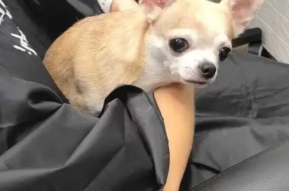 Собака найдена: ул. Кондратюка, Омск