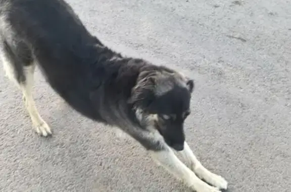 Найдена собака, Заволжская ул. 23, Волжский