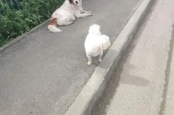 Найдена собака у Пржевальского, 12 Сов. 3