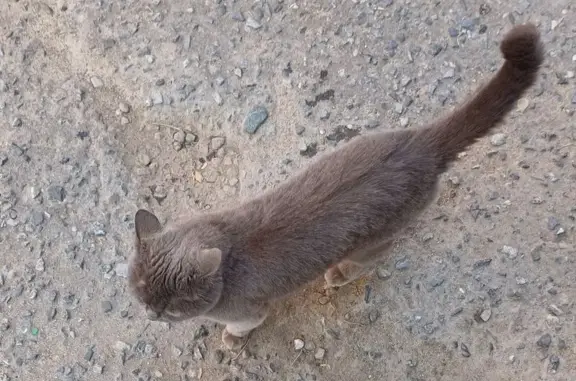 Кошка найдена: ул. Хасанова, 7, Йошкар-Ола