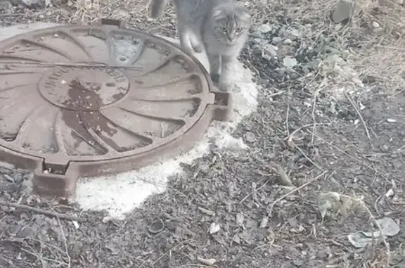 Найдена кошка, Ставрополь, фото: Найдена кошка, Вокзальная ул. 28, Ставрополь