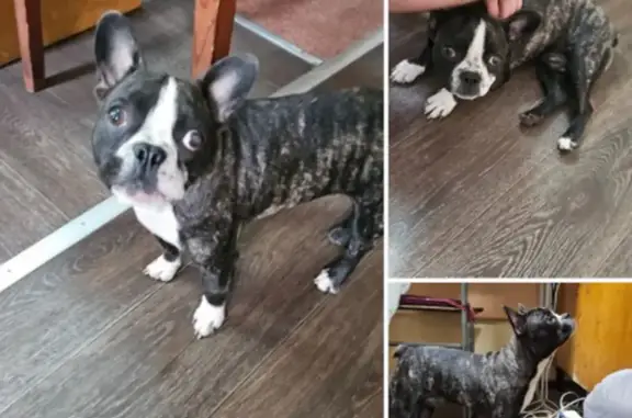 Найдена собака, Барнаул, фото: Найдена собака, Карагандинская 6А, Барнаул