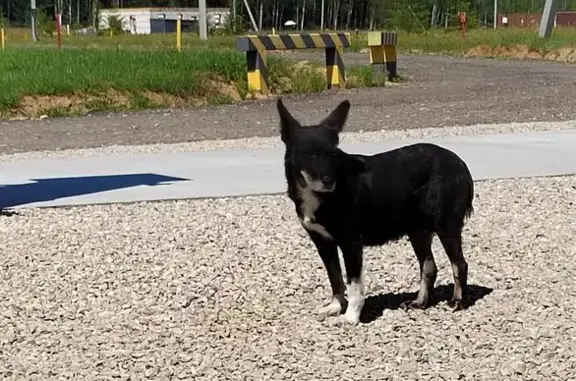 Собака найдена: МО, чёрная с белым