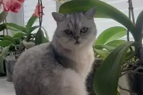 Пропала кошка на Кооперативной, Чувашия