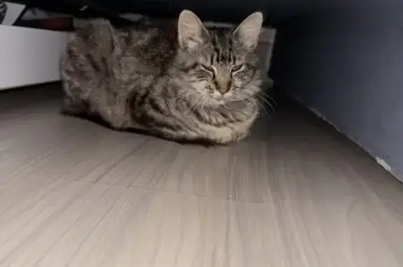 Найдена кошка, Тихий проезд, Тюмень