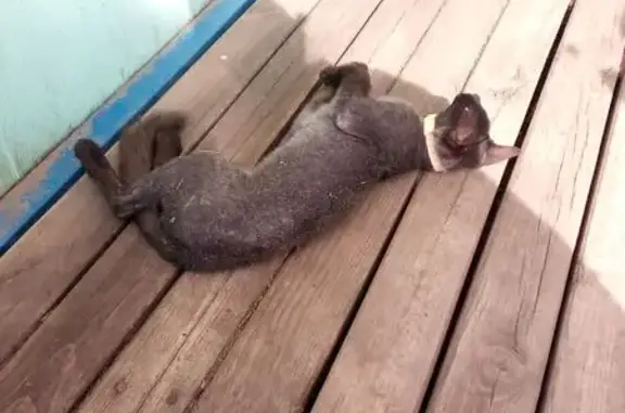 Кошка найдена: пр. Ленина, 141Б, Кемерово