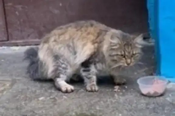 Найдена кошка, Челябинск, фото: Найдена кошка, ул. Ворошилова 15, Чел.