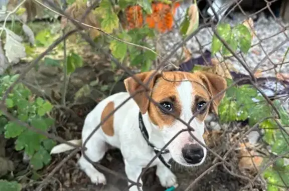 Найдена собака, Верхняя ул, Семиозёрка