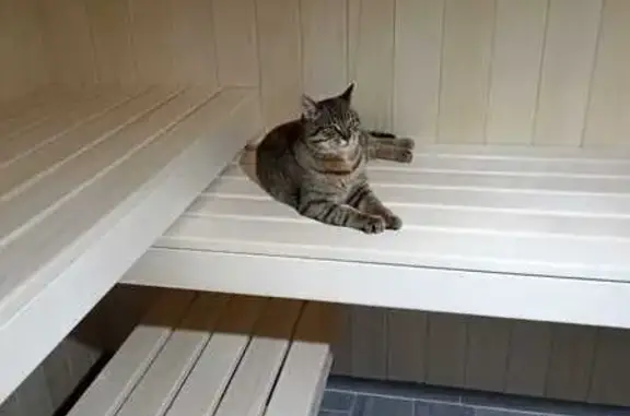 Пропал кот Марат, Протвинская ул., Юрятино