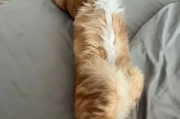 Кошка найдена: Петрозаводская ул., 15 к3