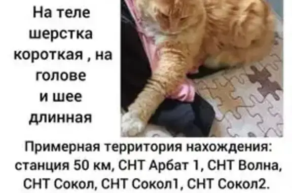 Пропала рыжая кошка, МО