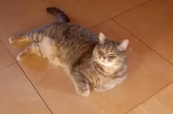 Кошки потеряшки, Пестрецы, фото: Потеряшка кошка, Прохладная ул., 8, Пестрецы