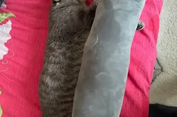 Пропала кошка, Яблоневая ул. 2, Нижний Ломов