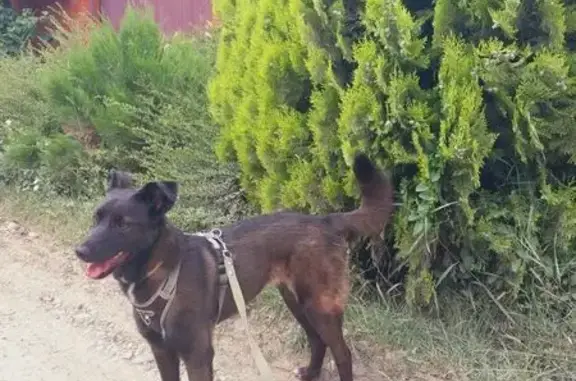 Собаки потеряшки, Лабинск, фото: Потеряшка собака на Кордонной, 28, Лабинск