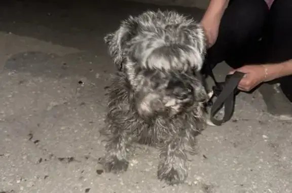 Найдена собака, Самара, фото: Найдена собака, Красноглинское шоссе 60